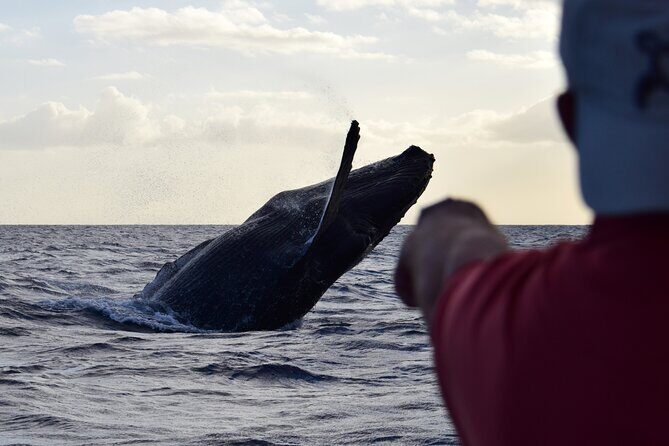 Whale Watching Adventure -Speed Boat & Small Group - The Experience from a Traveler’s Perspective