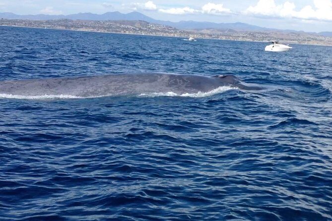Whale Watching and Fishing Combination Excursions - The Boat and Group Size: Why It Matters