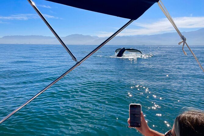 Whale Watching and Los Arcos 5 Islands Adventure - Who Will Love This Tour?