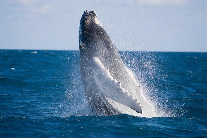 Whale-Watching and Orange County Beaches Tour from Anaheim - What’s Included and What’s Not