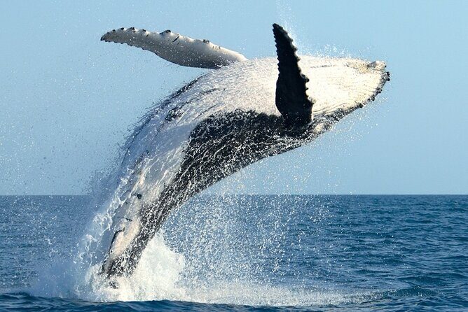 Whale Watching and Sunrise Breakfast Cruise in Honolulu - The Value of the Experience
