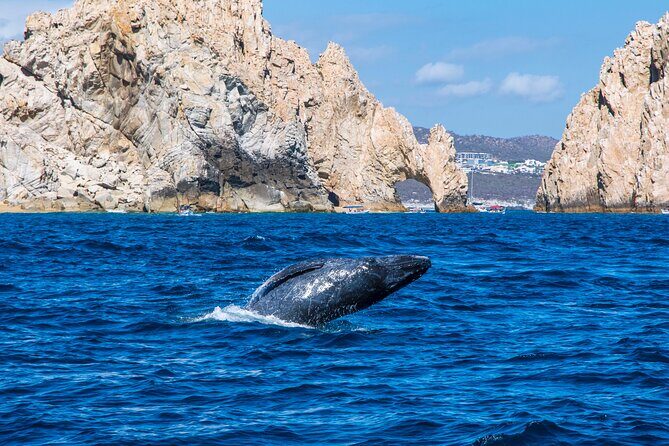 Whale Watching by Zodiac in Cabo San Lucas with Photos Included - The Value of Photos and Videos