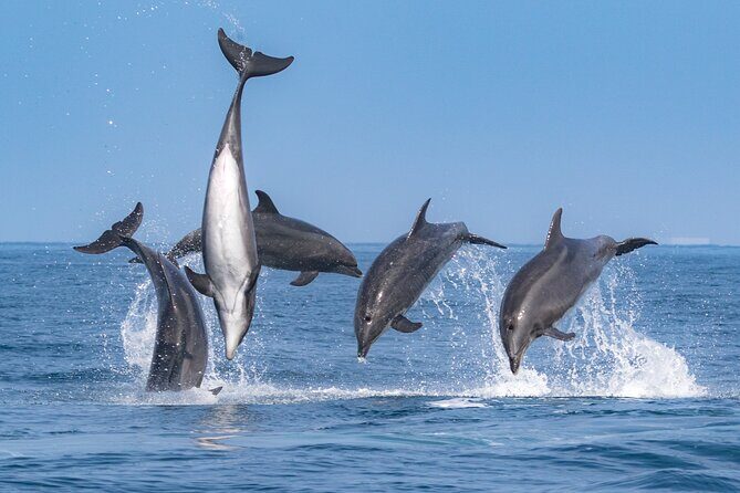 Whale-Watching Cruise from Newport Beach - Marine Life in the Area