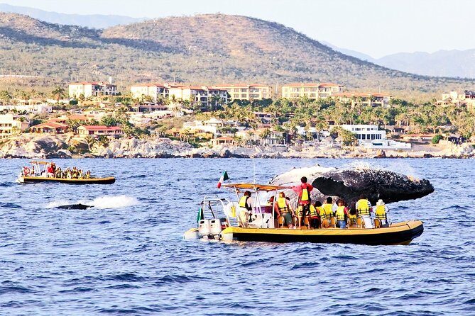 Whale Watching Cruise in Cabos San Lucas and Ground Transportation - What to Expect: Itinerary Breakdown