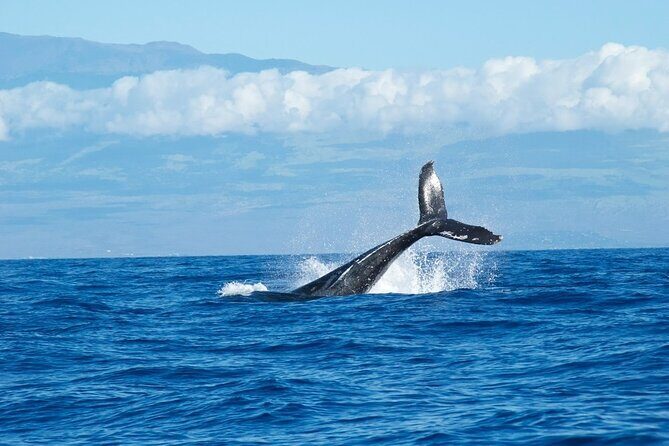 Whale Watching Cruise in Honolulu - The Itinerary and the Marine Environment