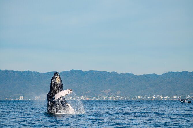 Whale Watching Cruise In Puerto Vallarta & Nuevo Vallarta - Who Will Enjoy This Tour?