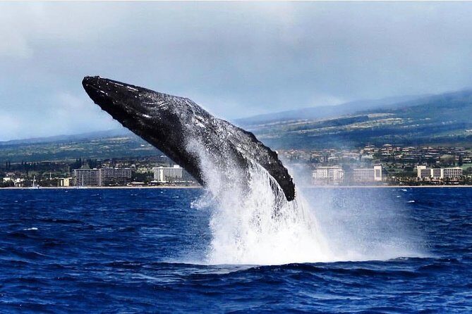Whale Watching Cruise with Open Bar from Ka'anapali Beach - The Verdict on Value and Experience