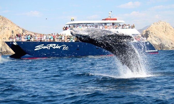 Whale Watching Dinner Cruise in Cabo San Lucas - The Real Value of the Experience