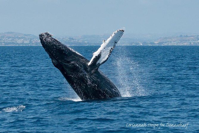 Whale Watching Excursion in Dana Point - The Sum Up