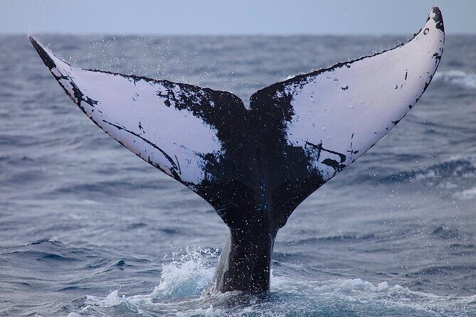Whale Watching Expedition on Kauai - Authentic Experiences and Tips