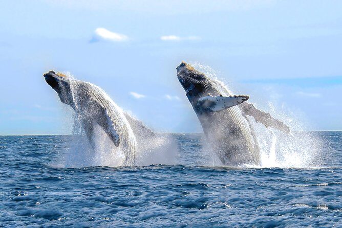 Whale Watching Experience - FAQ