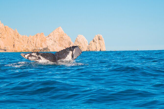 Whale Watching Experience in Cabo San Lucas 2 hours - The Sum Up