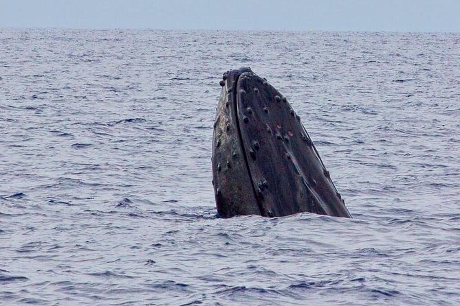 Whale Watching Experience - The Bottom Line