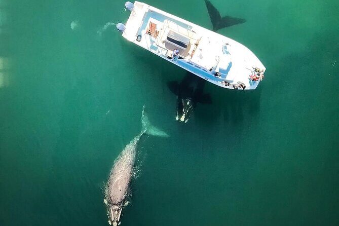 Whale Watching from Gansbaai - Whats Included and What to Expect