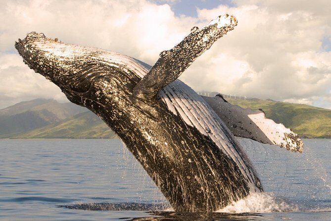 Whale Watching from Ma'alaea Harbor - The Itinerary in Detail