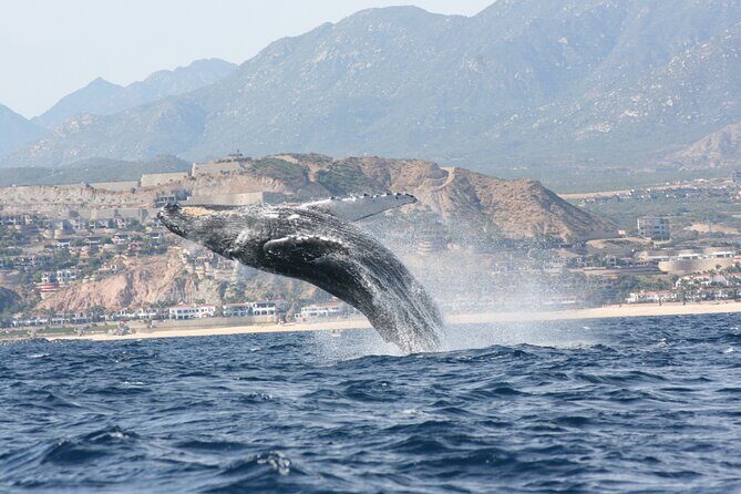 Whale Watching Group Tour in San Jose del Cabo - Why This Tour Stands Out