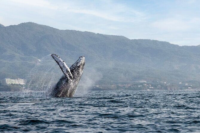 Whale Watching Guaranteed Experience in Puerto Vallarta - The Boat and Group Size