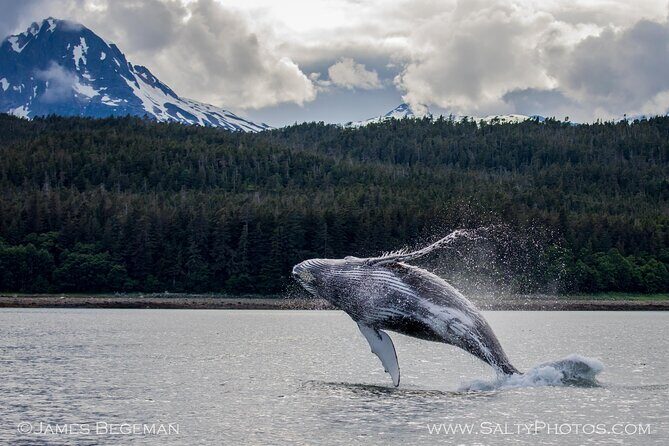 Whale-watching, Icy point, Hoonah , whales, Orca, killer-whales. - The Itinerary in Detail