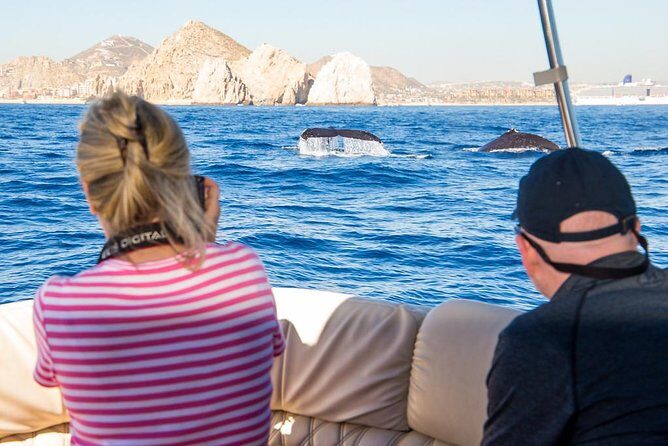 Whale Watching in Cabo San Lucas on board our Luxury Trimaran! - Cost and Value