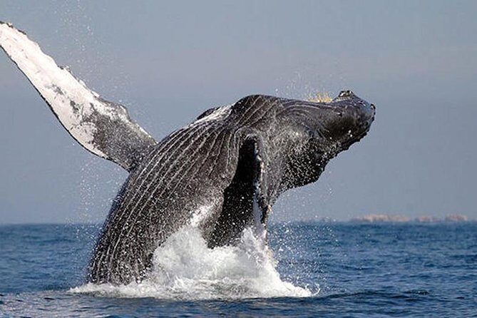 Whale Watching in Cabo San Lucas: Sightseeing Cruise and Shopping - The Itinerary in Detail