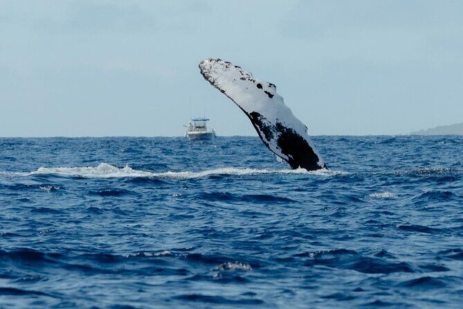 Whale Watching in Kona Hawaii - Why This Tour Is a Great Value