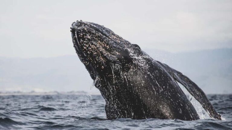 Whale Watching in La Paz Gray Whale Encounter - Introduction: An Authentic Encounter with Baja’s Gray Whales