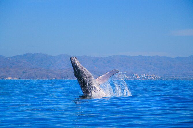 Whale Watching in Puerto Vallarta - The Value of the Experience