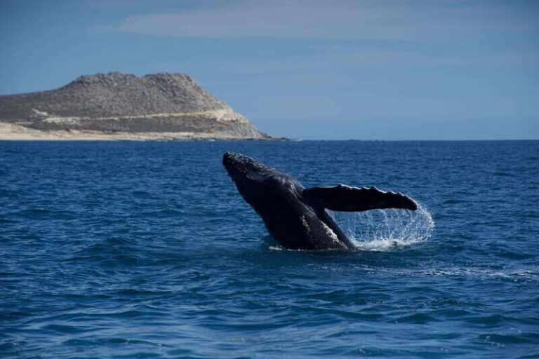 Whale Watching in San Jose del Cabo - What to Expect from the Tour