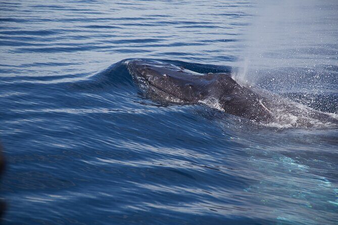 Whale Watching in San Jose del Cabo - FAQ