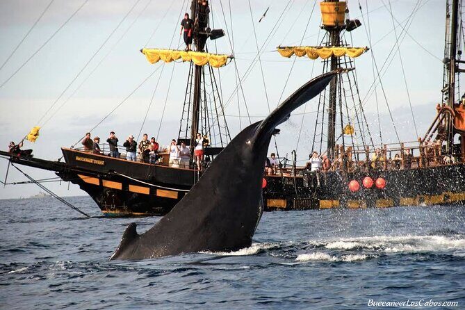 Whale Watching, Kraken Chase and Cabo Arch - The Whale and Wildlife Experience