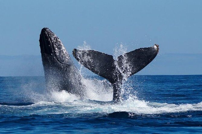 Whale Watching on 2 Level Big Boat with Breakfast and Drinks INCLUDED - The Sum Up