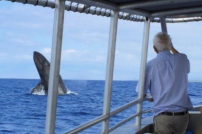 Whale Watching On The Big Island - The Itinerary in Detail