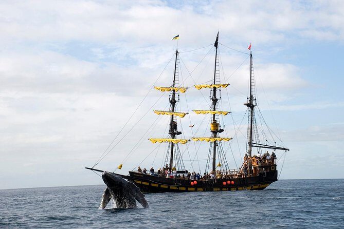 Whale-Watching Pirate Ship Cruise in Los Cabos - Who Will Love This Tour?