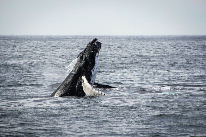 Whale Watching Snorkel Combo - The Sum Up