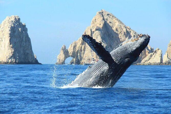 Whale Watching & Snorkeling Private Yacht Tour Cabo with Food & Drinks - Food, Drinks, and Comfort Aboard