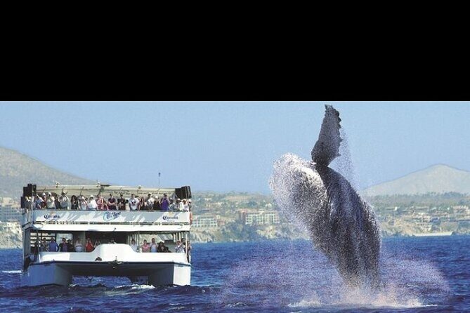 Whale Watching Sunset Tour - What the Reviews Say (Based on Available Feedback)