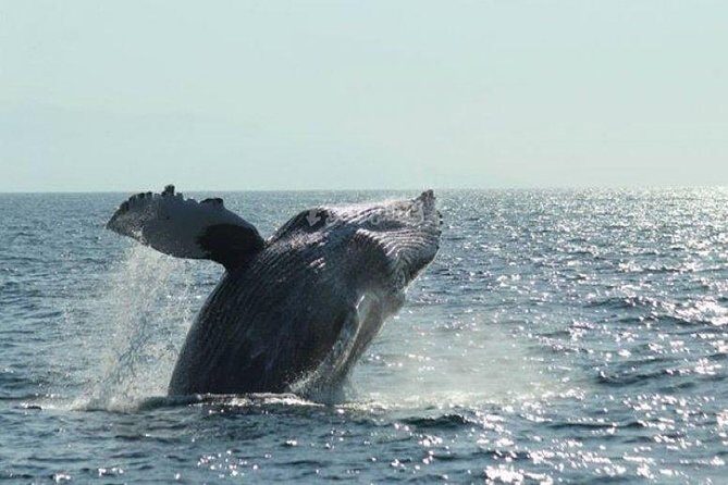 Whale Watching The Best Of Puerto Vallarta - Frequently Asked Questions