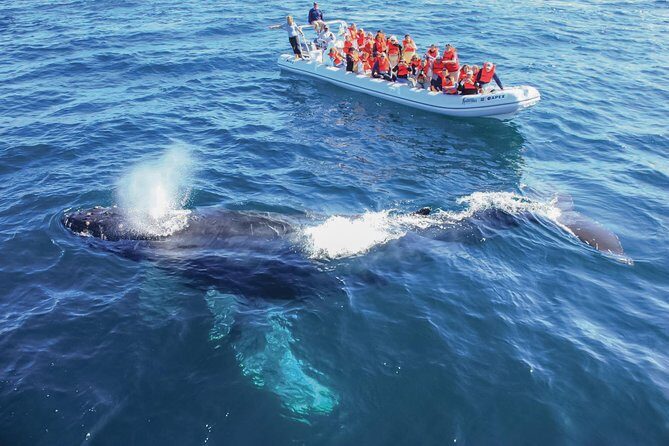 Whale Watching, The Famous Arch and Fast Boat Tour in Los Cabos - What’s Included & What’s Not