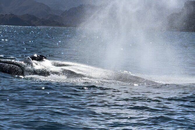 Whale Watching Tour - The Experience Through Travelers’ Eyes