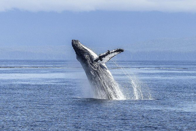 Whale Watching Tour from Cape Town - Who Will Benefit Most?