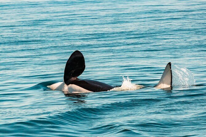 Whale Watching Tour in a Zodiac Boat in Victoria - Wildlife Encounters and the Guarantee