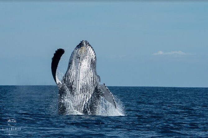 Whale Watching Tour in Cabo San Lucas - Who Should Consider This Tour?
