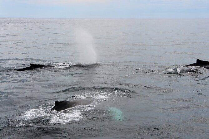 Whale Watching Tour in Gloucester - Who Should Consider This Tour?