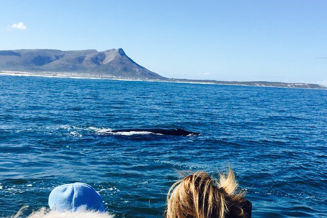 Whale Watching Tour in Hermanus with Hotel Pickup - Why this Tour is Highly Rated