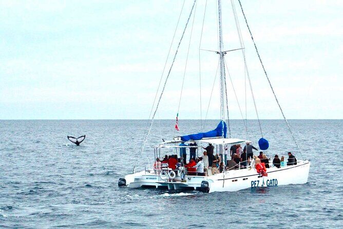Whale Watching Tour in Los Cabos - Who Will Love This Tour?