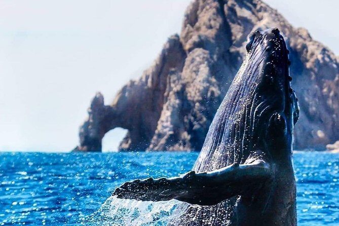 Whale Watching Tour in Los Cabos - Who Should Consider This Tour?