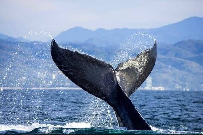 Whale Watching Tour in Puerto Vallarta - FAQs