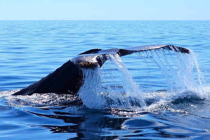 Whale Watching Tour -Incl FREE photos - Frequently Asked Questions