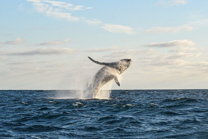 Whale Watching Tour with Arch and Beach in Cabo San Lucas - Why this Tour Offers Good Value