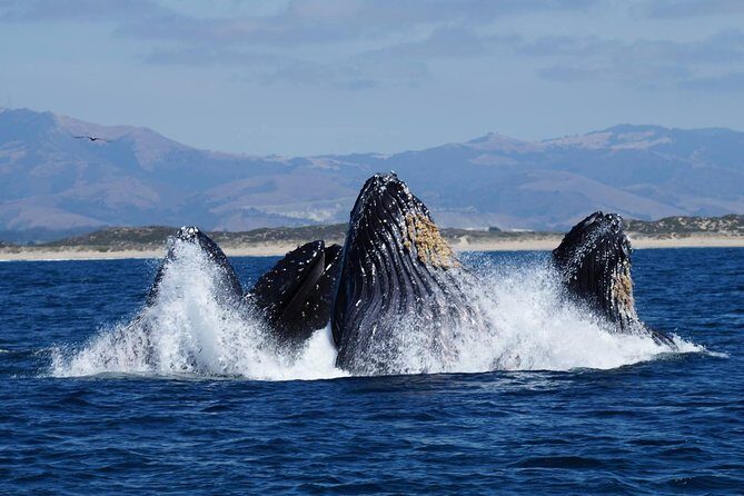 Whale Watching Tour - An In-Depth Look at the Whale Watching Experience